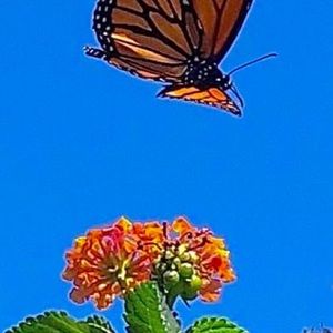 Meet your Posher, Elsa